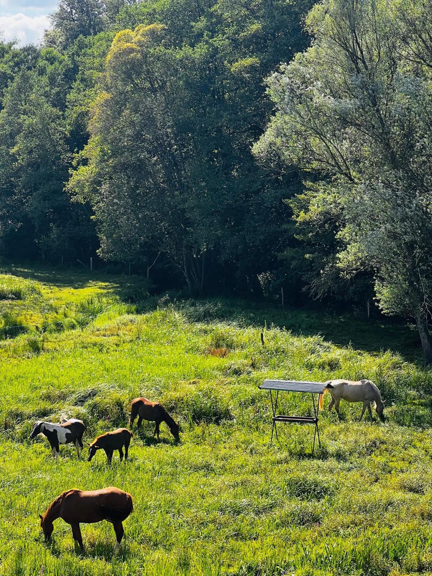 Maison D'Hotes En Pleine Nature Avec Chevaux Soucht Exteriör bild