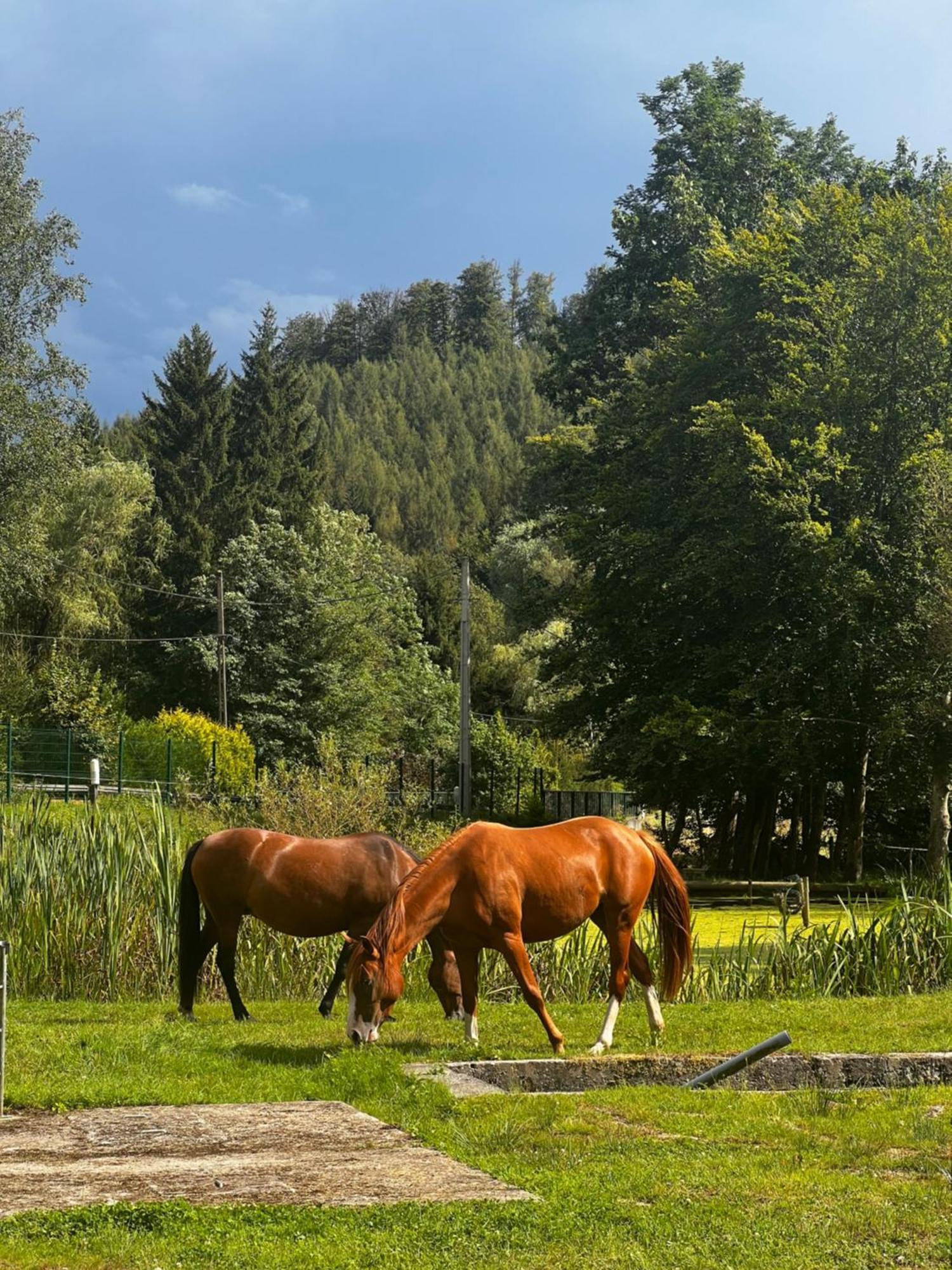 Maison D'Hotes En Pleine Nature Avec Chevaux Soucht Exteriör bild