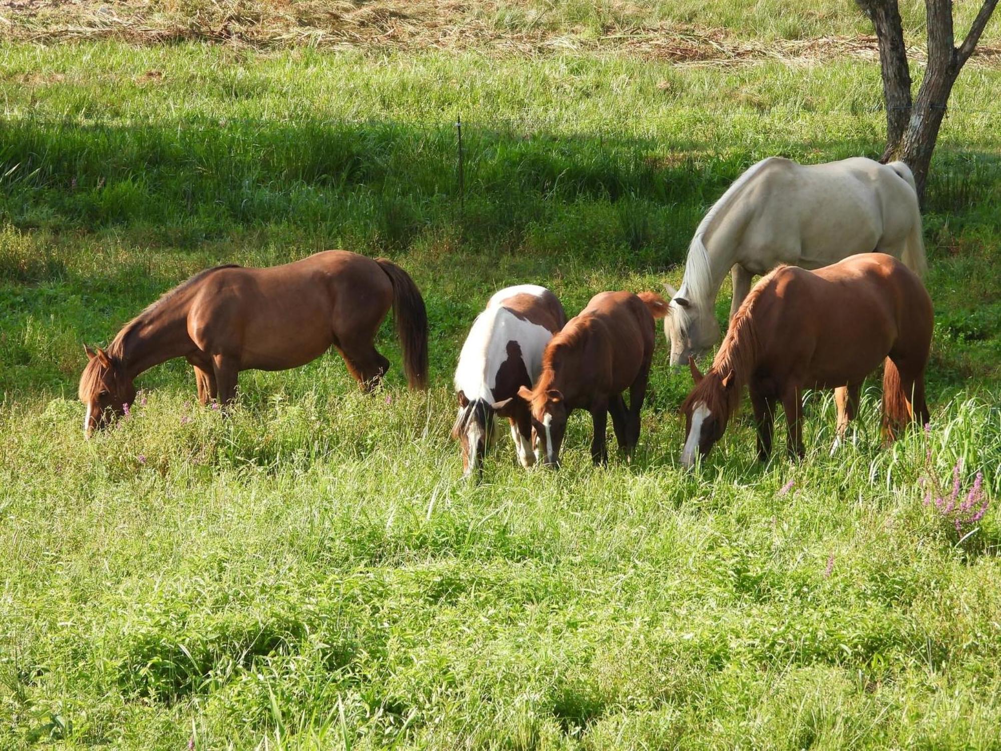Maison D'Hotes En Pleine Nature Avec Chevaux Soucht Exteriör bild